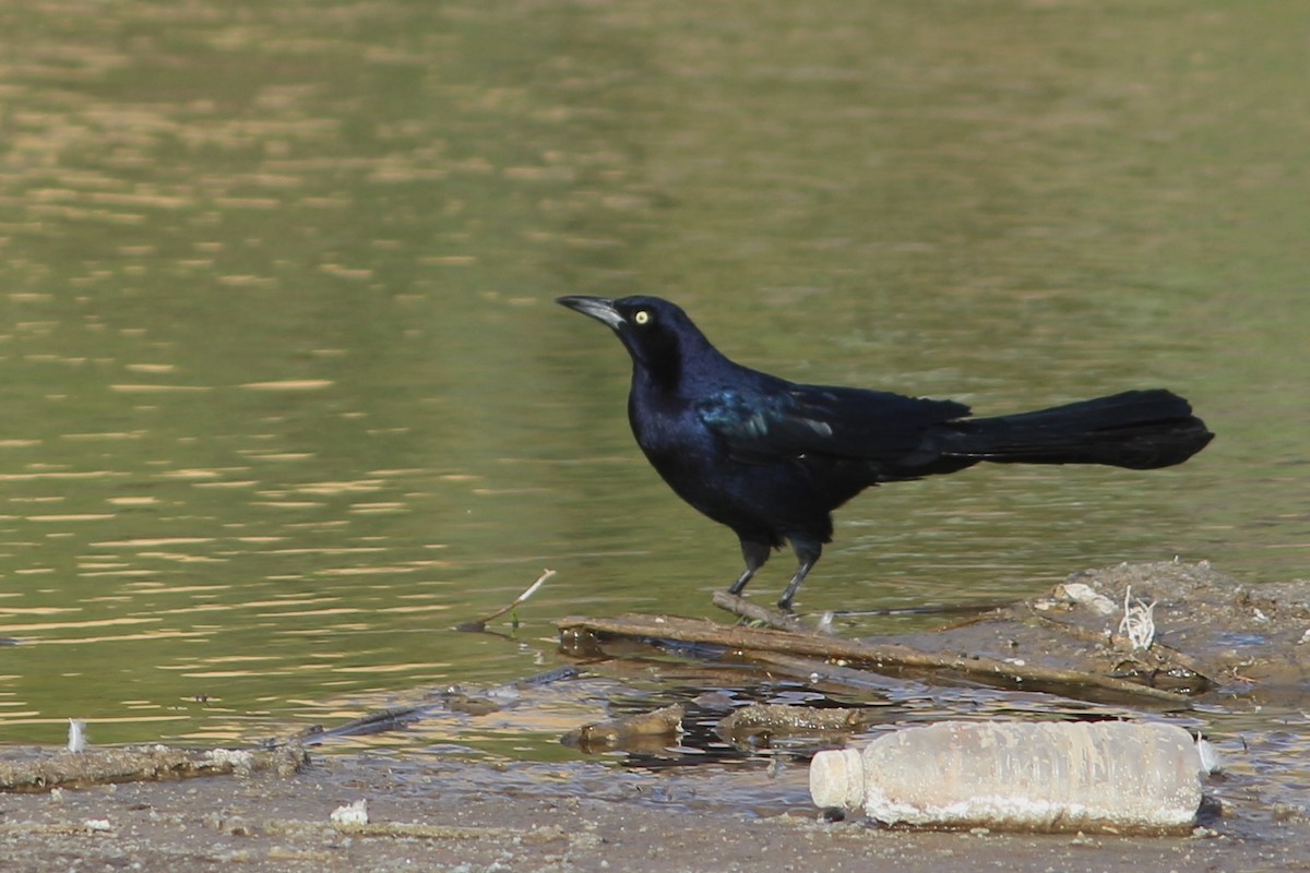 Great-tailed Grackle - ML389217821