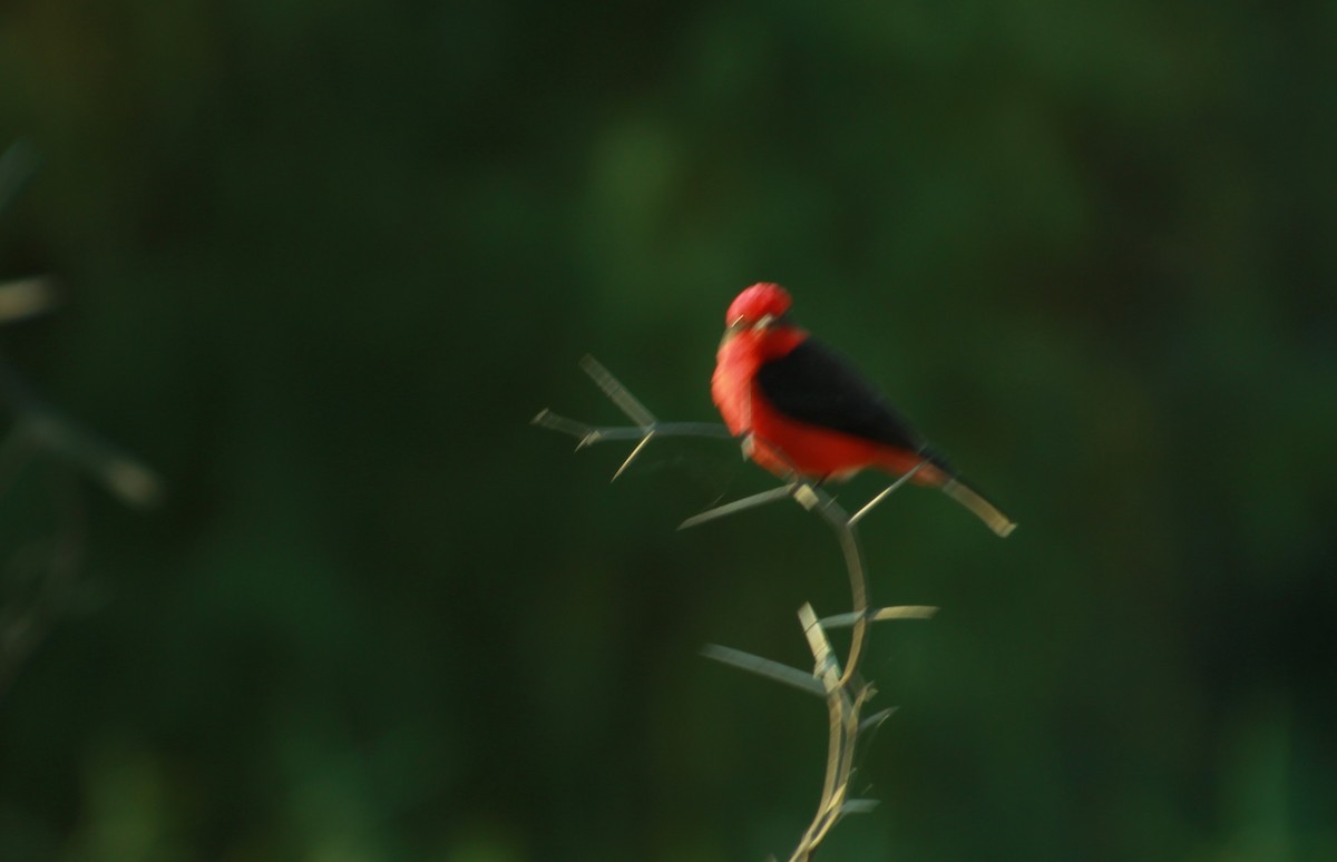 Vermilion Flycatcher - ML389217961