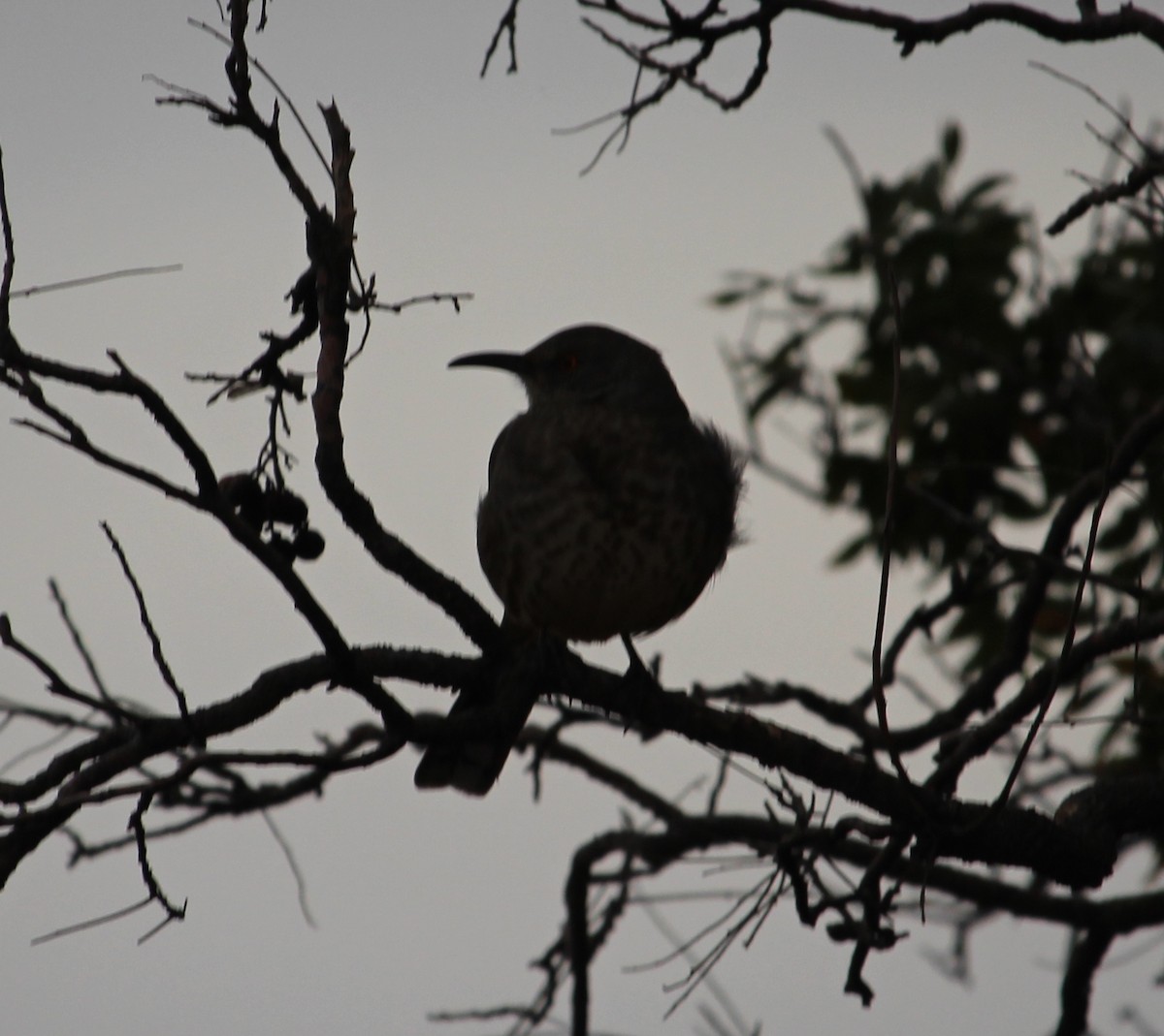 Curve-billed Thrasher - ML38921921