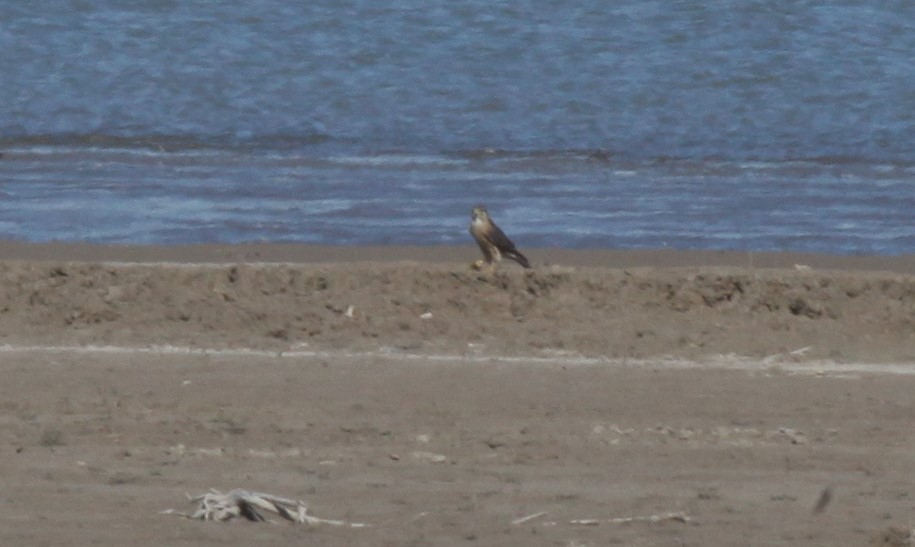 Merlin - ML389220061