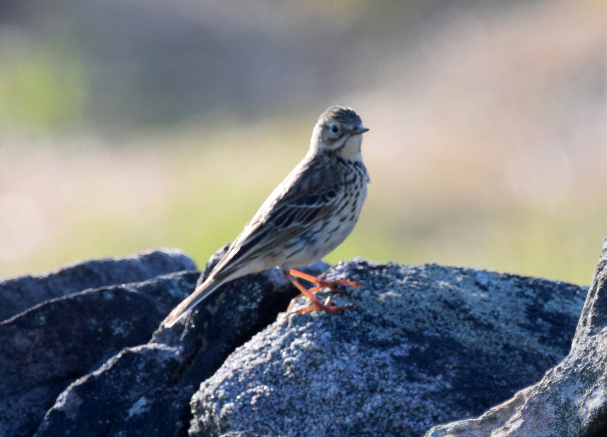 Meadow Pipit - ML389220501