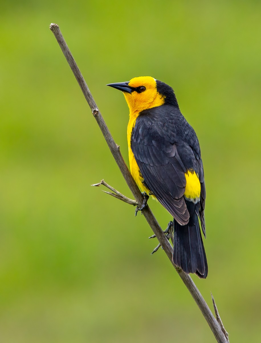 Saffron-cowled Blackbird - ML389220521