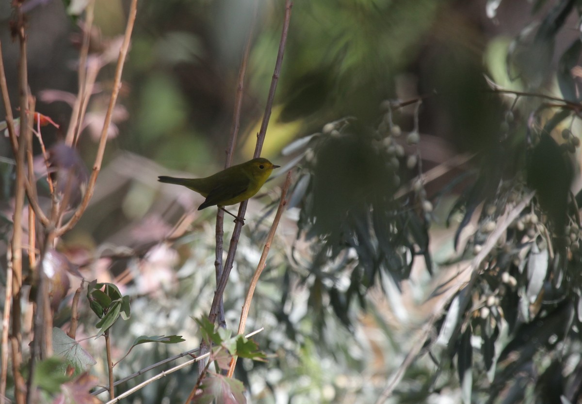 Wilson's Warbler - ML389221091