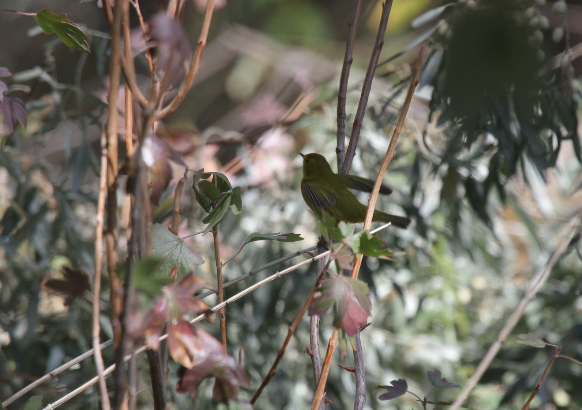 Wilson's Warbler - ML389221101