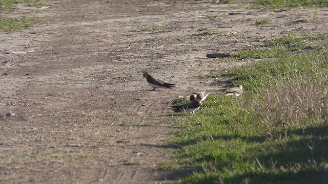 Golondrina Cabecicastaña - ML389221181