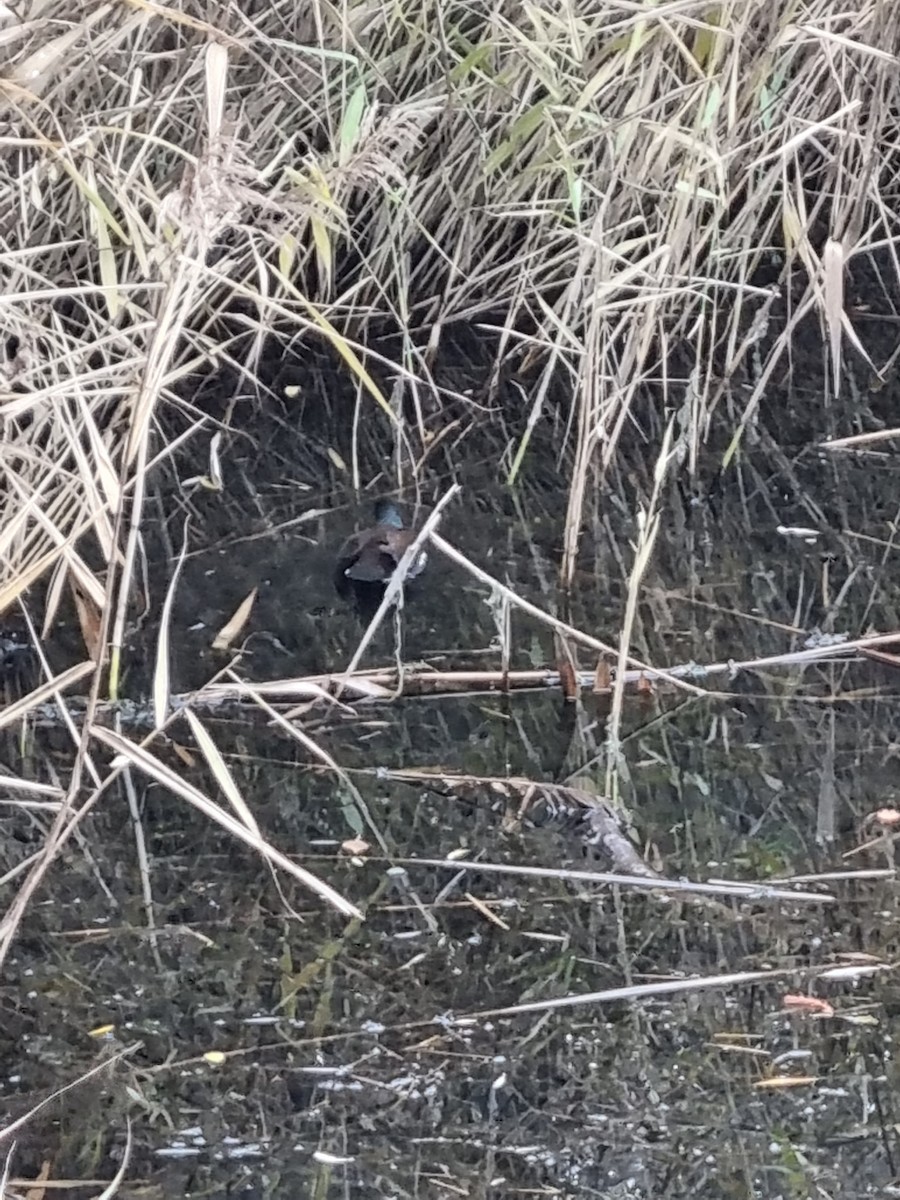 Eurasian Moorhen - ML389221861