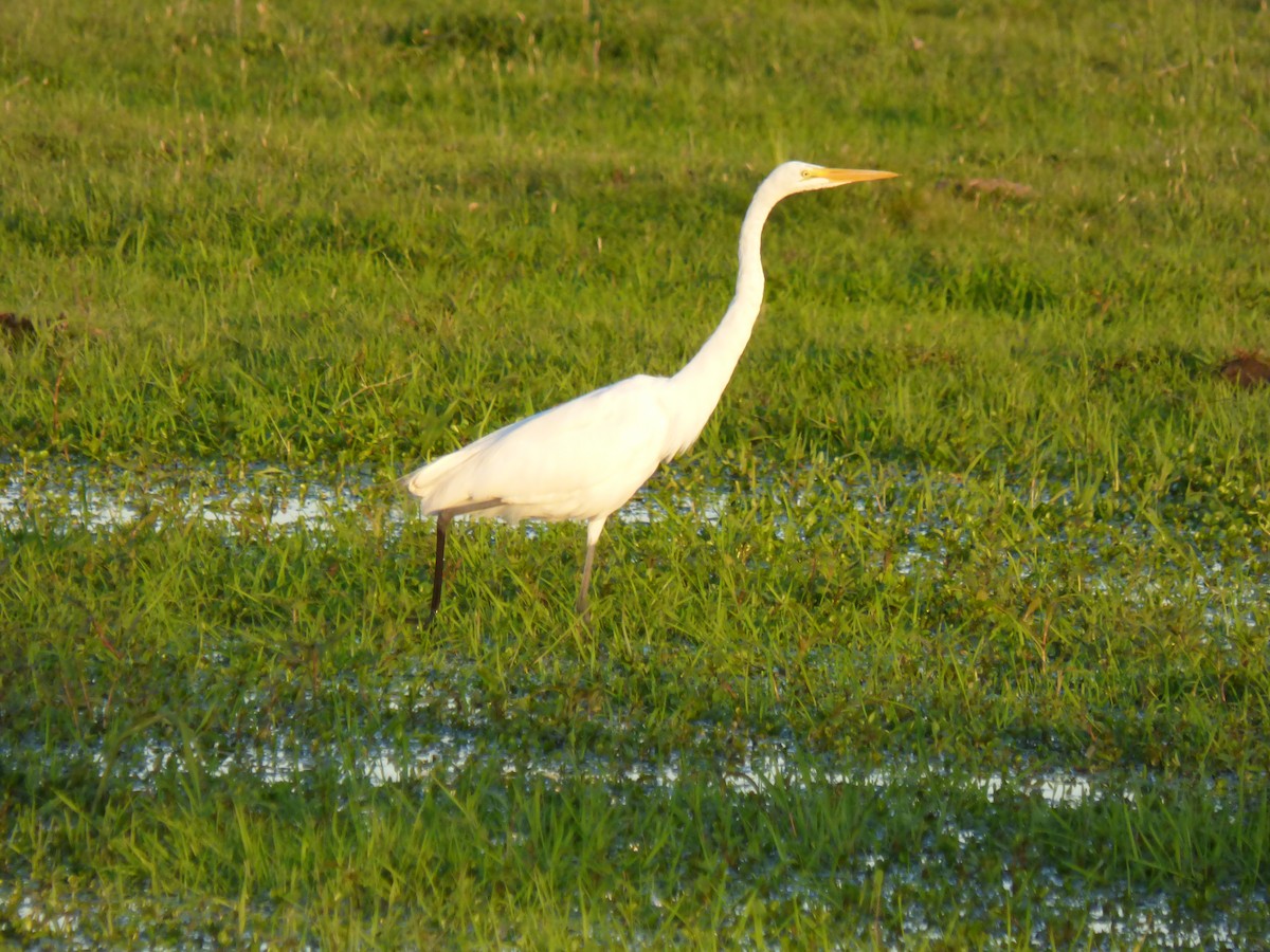 Great Egret - ML389222481