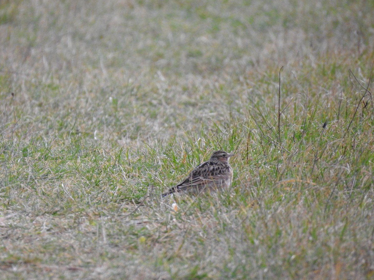 Eurasian Skylark (Asian) - Margo Hearne