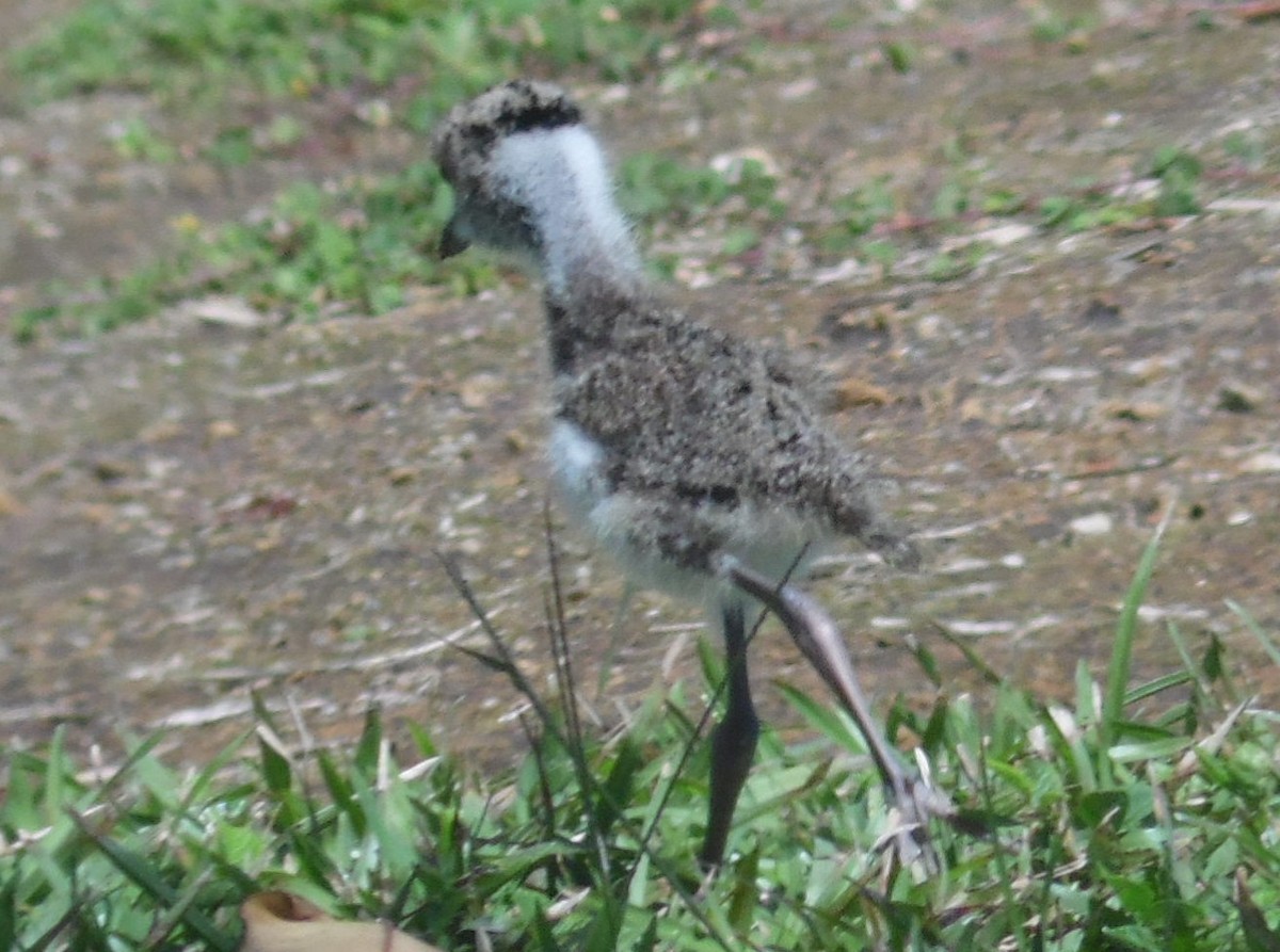 Southern Lapwing - ML389224871