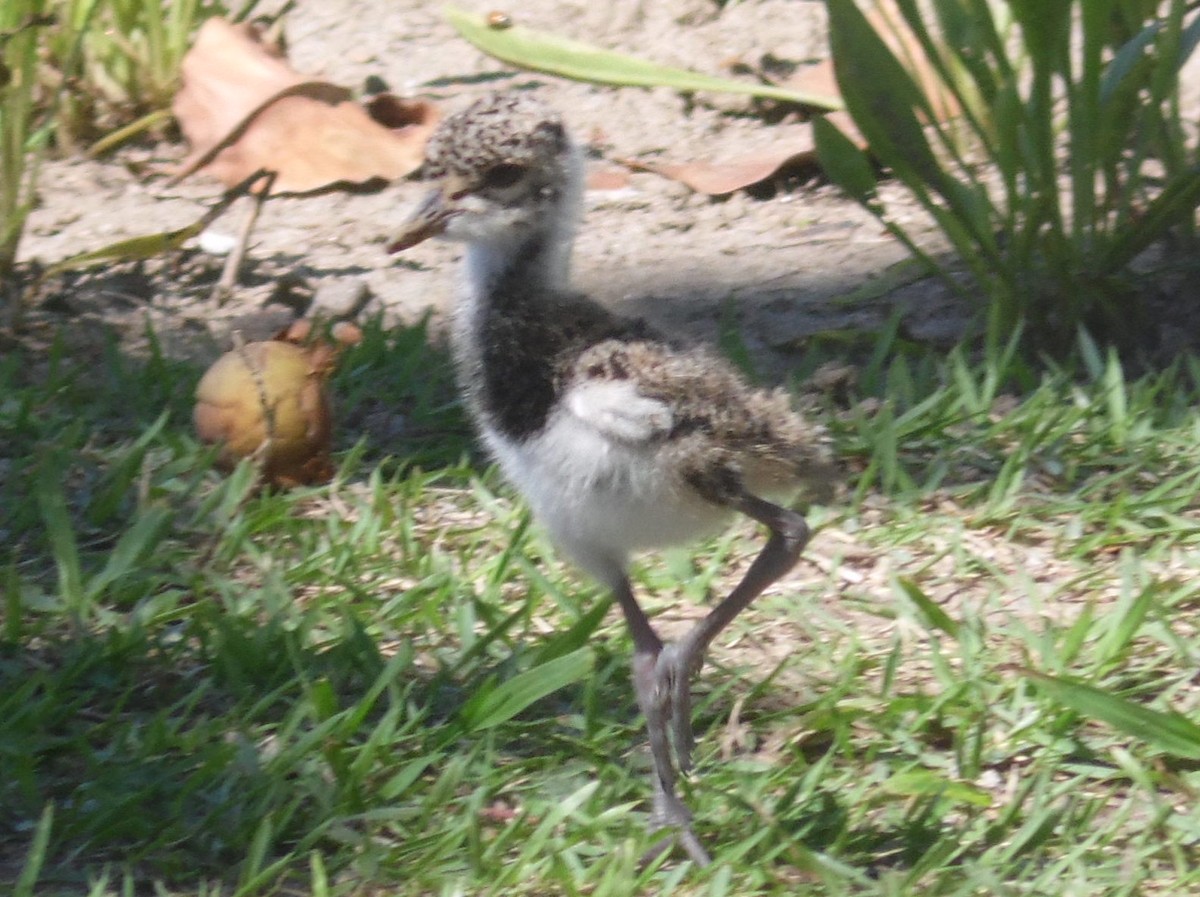 Southern Lapwing - ML389224891