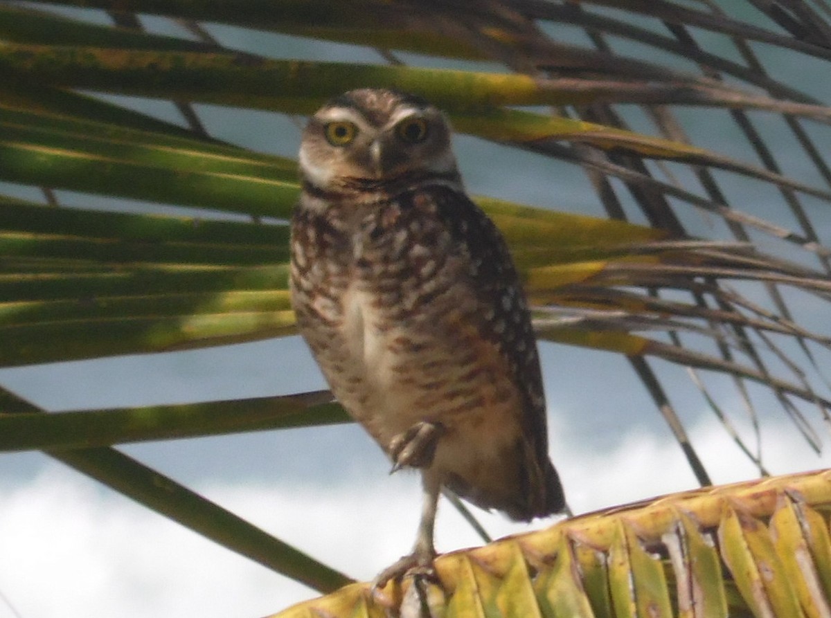 Burrowing Owl - ML389224971