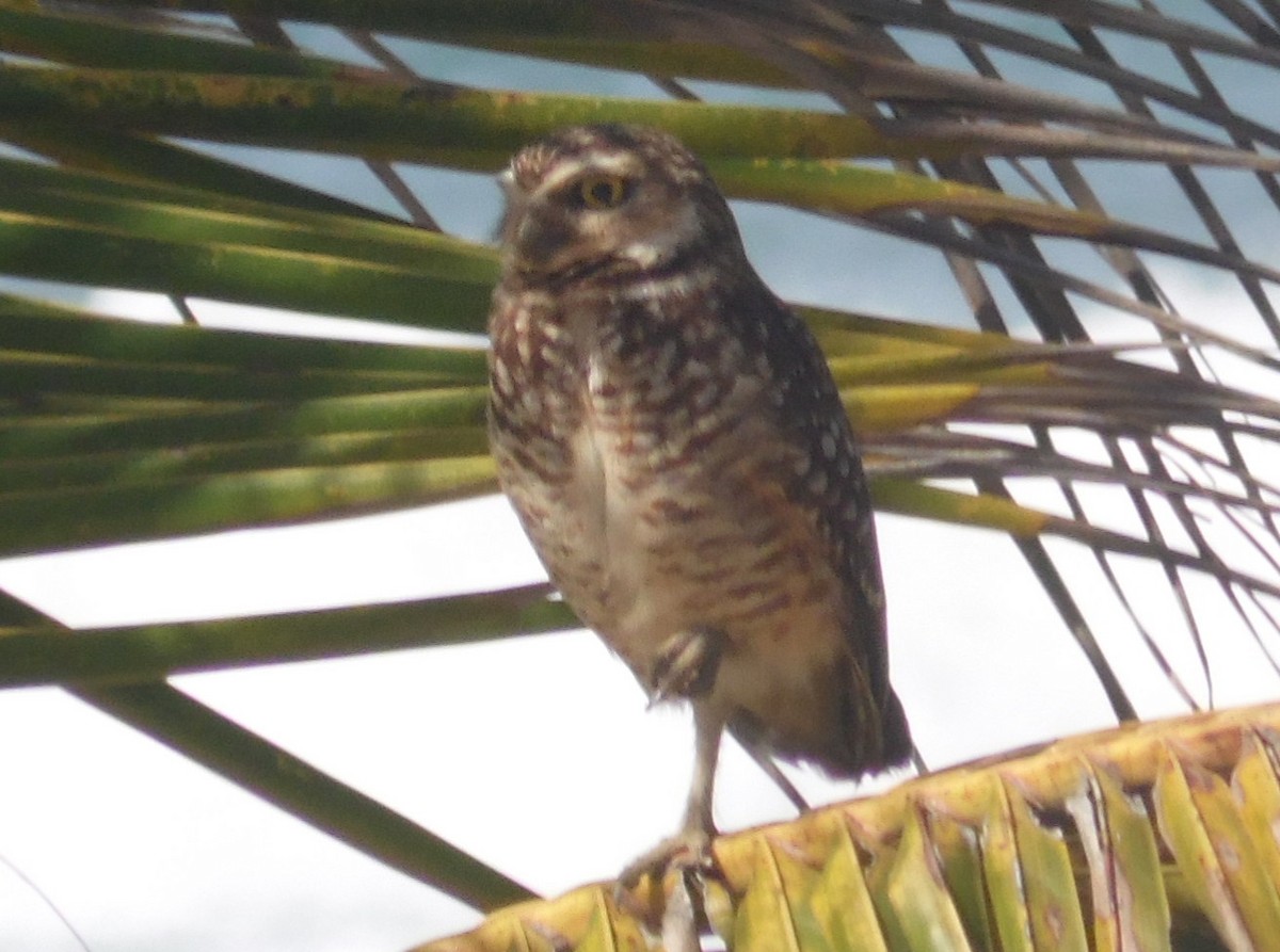 Burrowing Owl - ML389224981