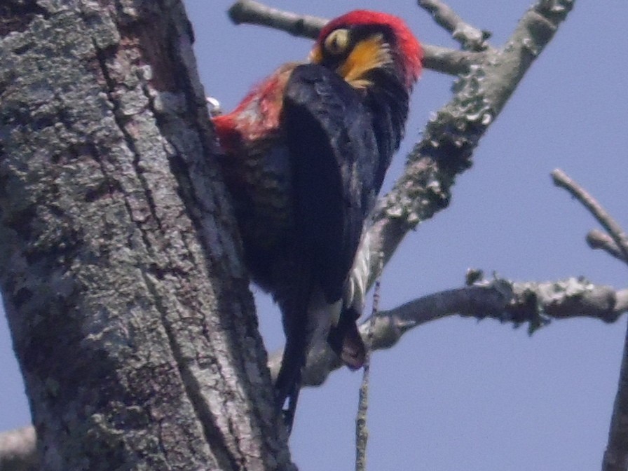 Yellow-fronted Woodpecker - ML389225171