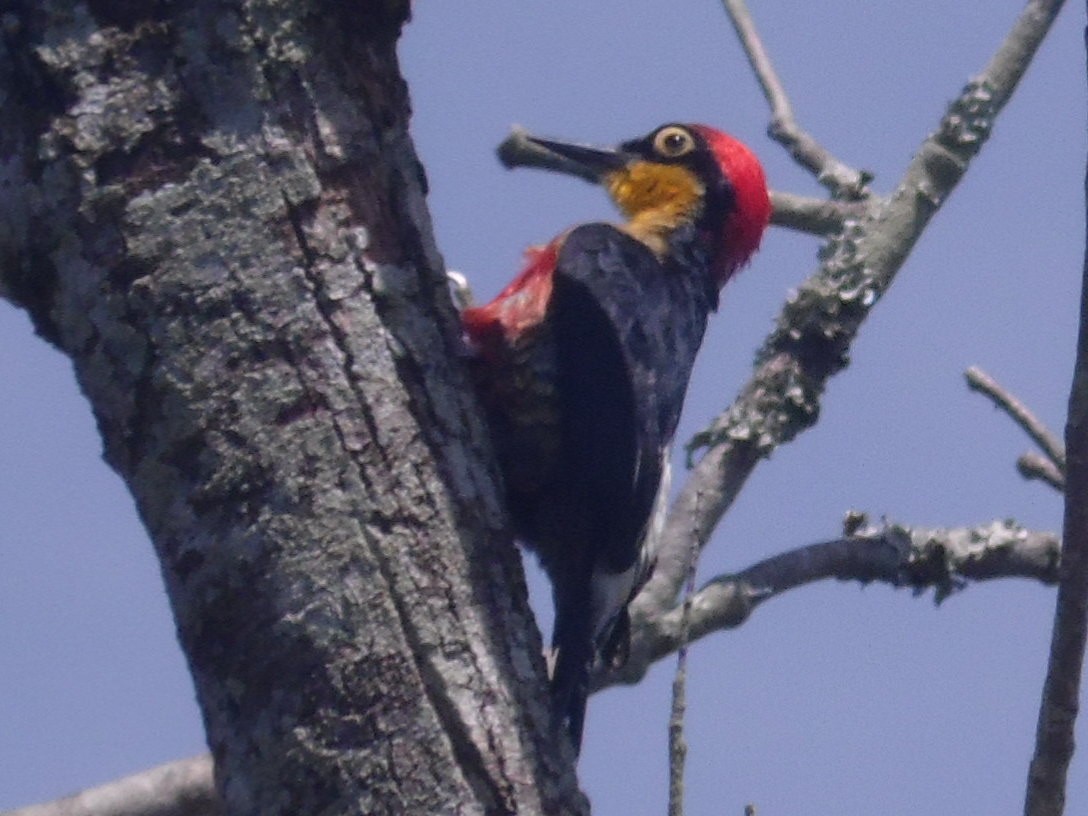 Yellow-fronted Woodpecker - ML389225181