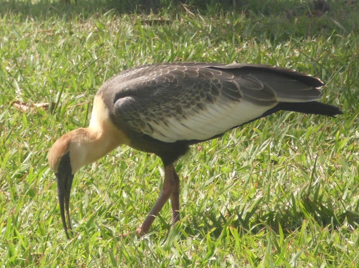 Buff-necked Ibis - ML389225351