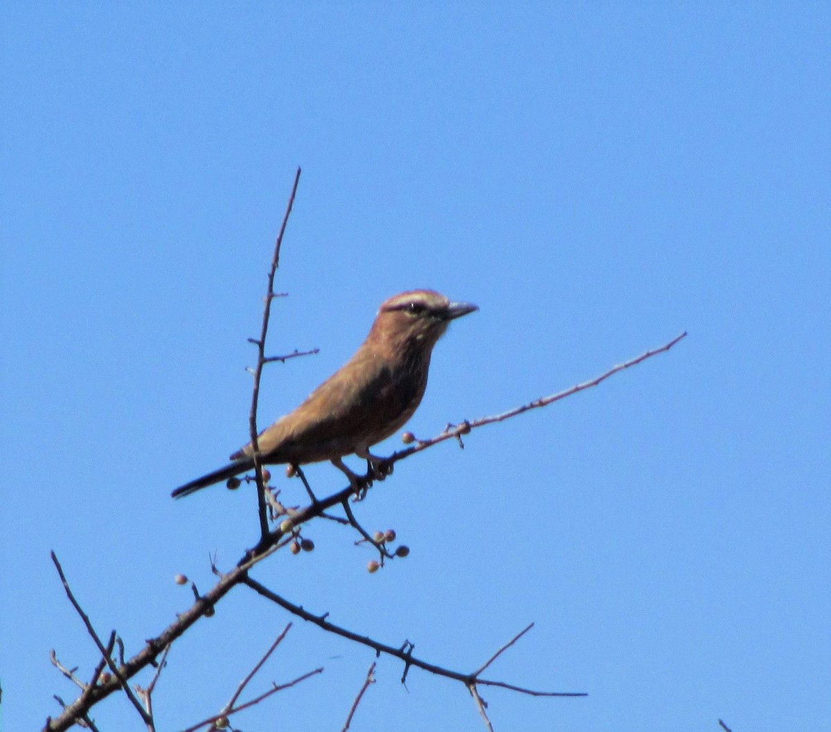 Rufous-crowned Roller - Holly Sweeney