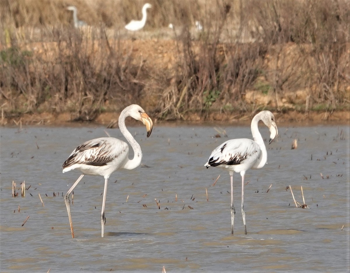 Greater Flamingo - ML389228371