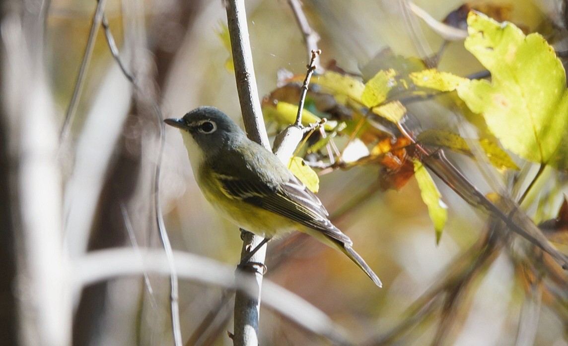 Graukopfvireo - ML389231241