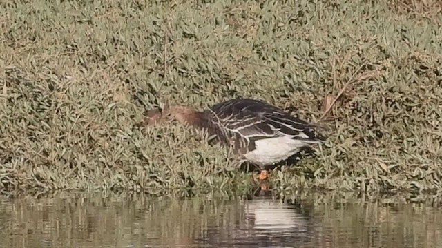 Tundra Bean-Goose - ML389236001