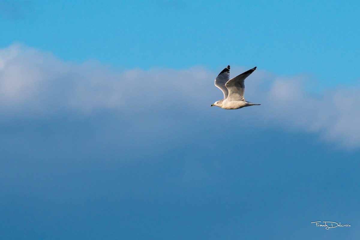 Ring-billed Gull - ML389236721