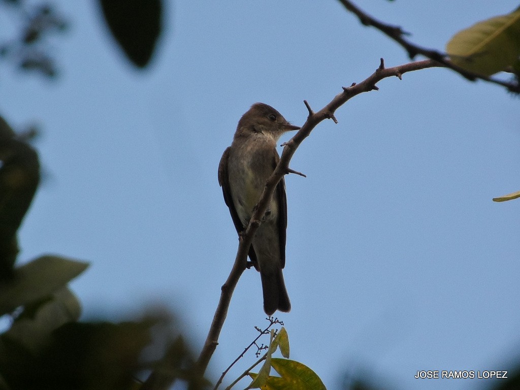 Western Wood-Pewee - ML38923681