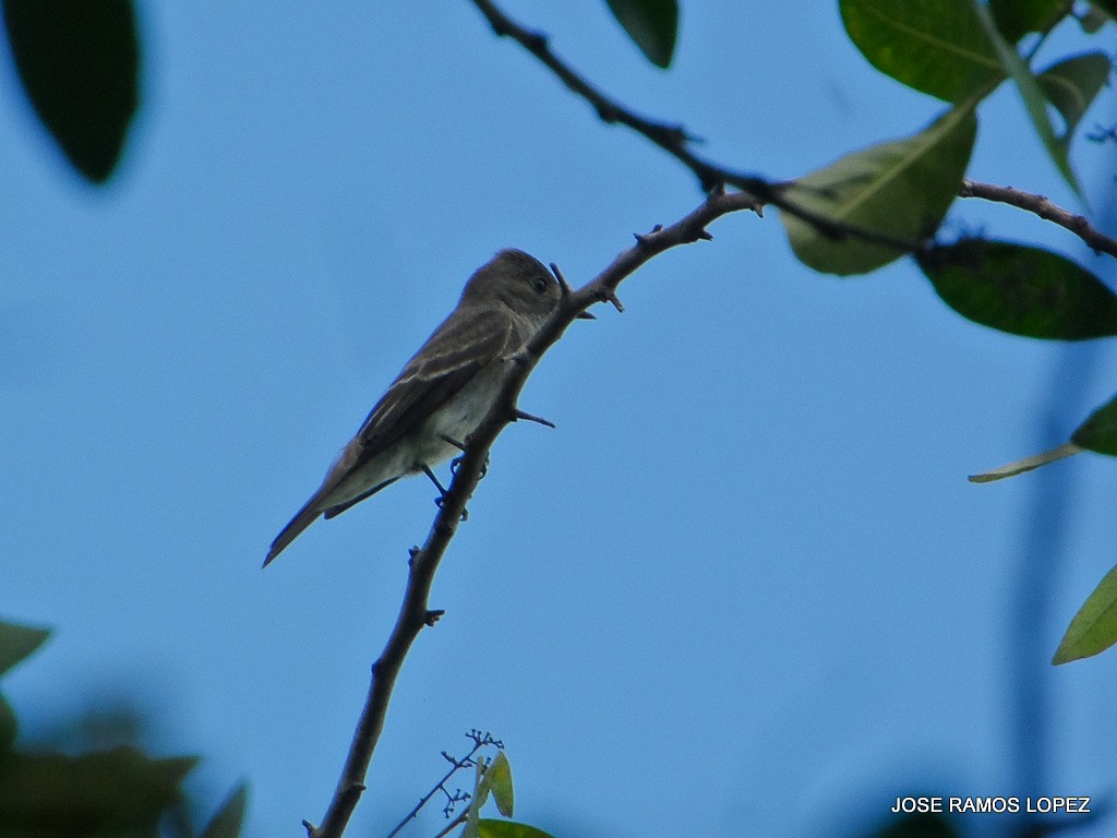 Western Wood-Pewee - ML38923701