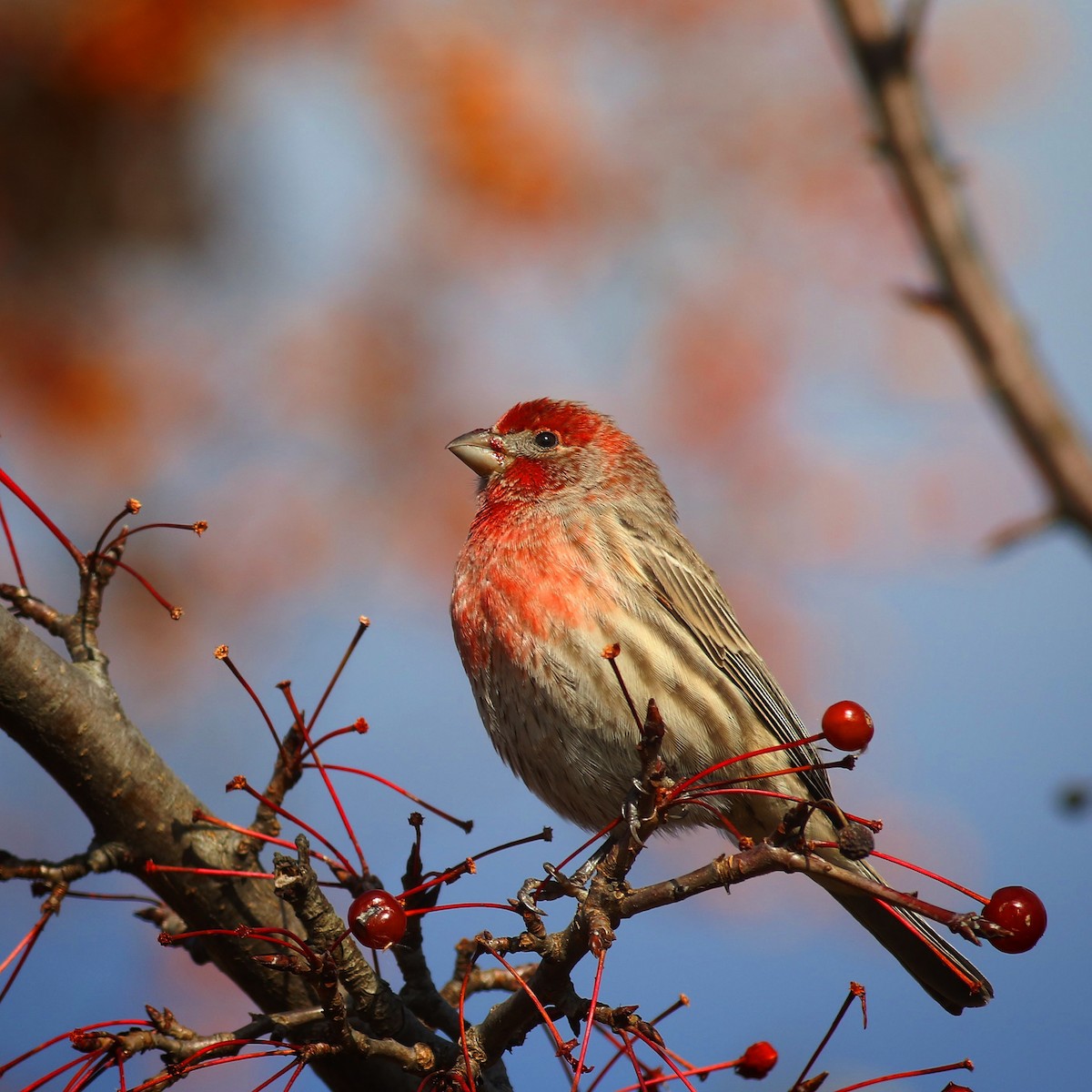 House Finch - ML389237581