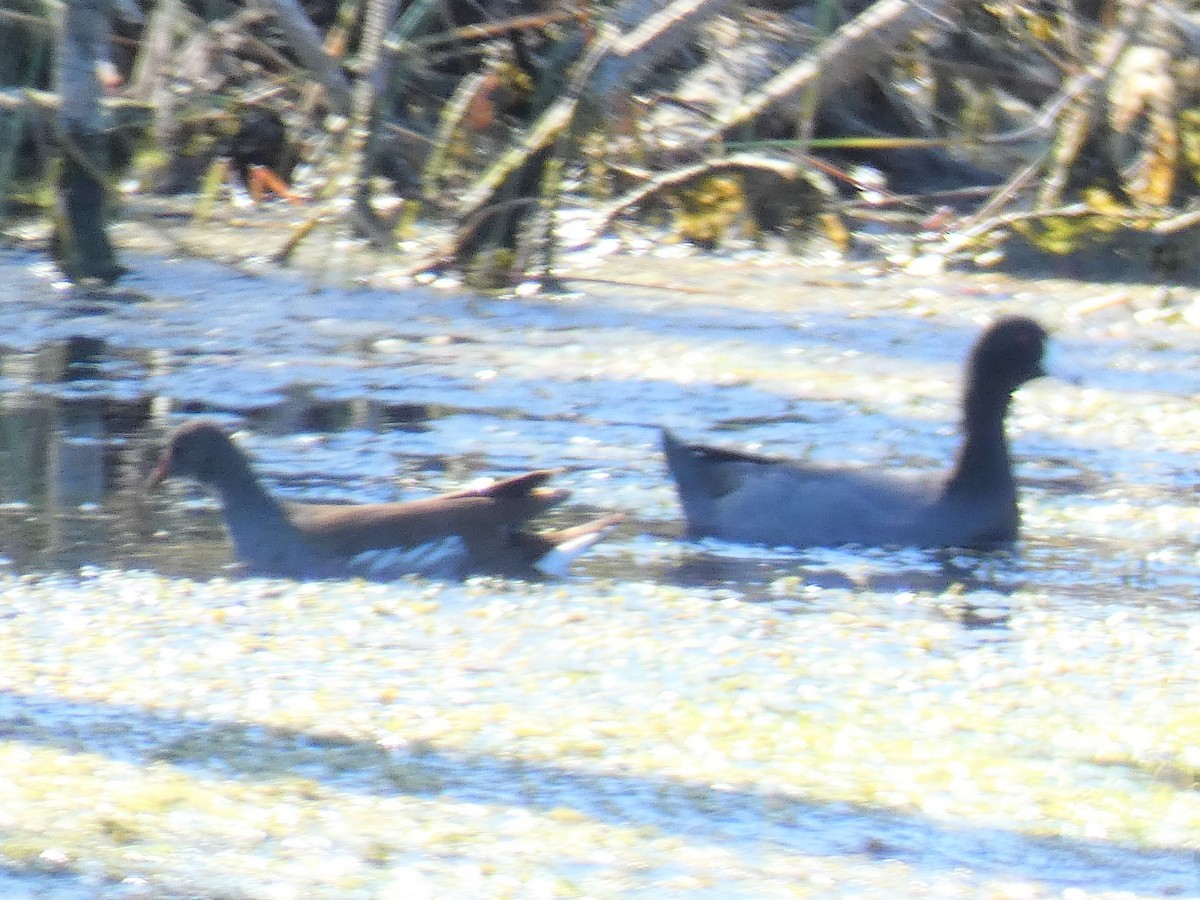 Common Gallinule - ML389238391