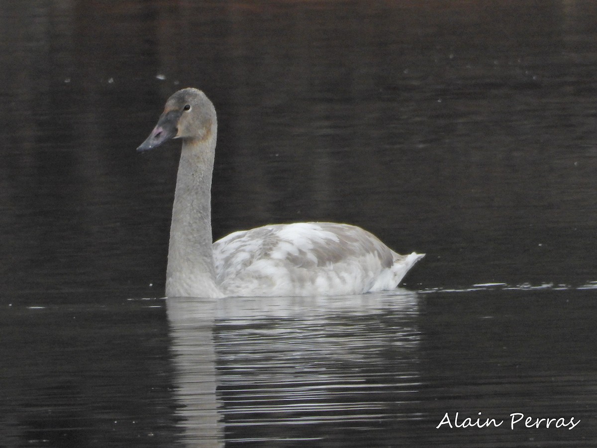 Trumpeter Swan - Alain Perras