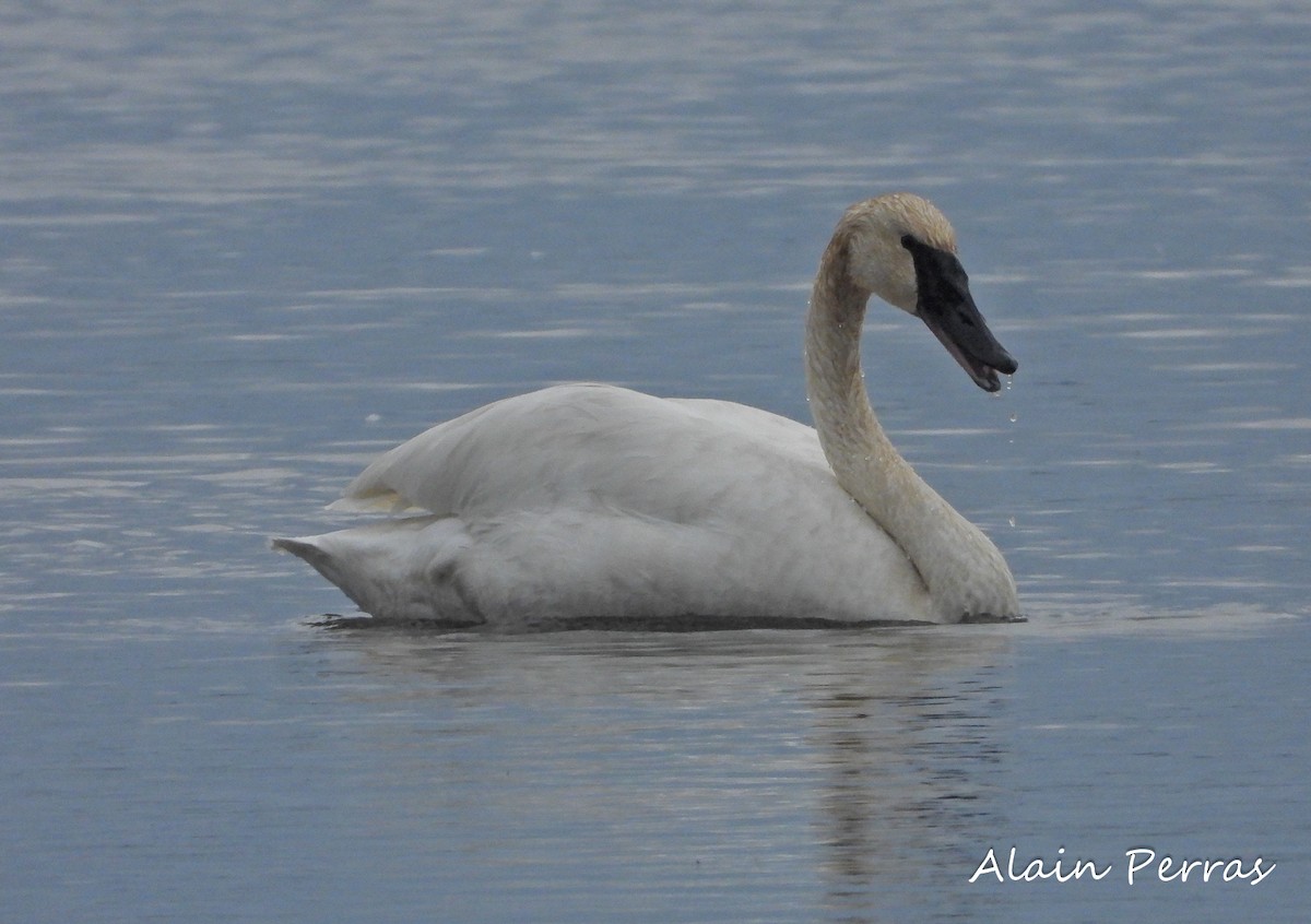 Trumpeter Swan - ML389238701