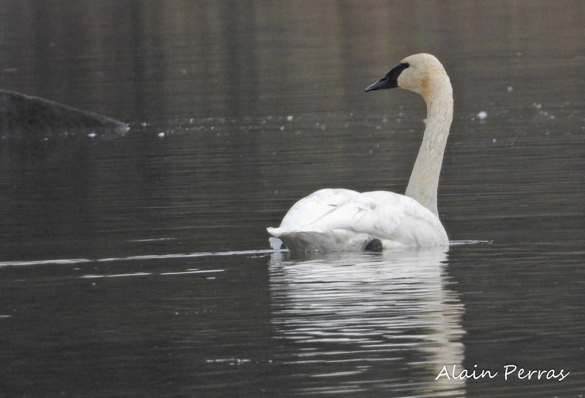 Trumpeter Swan - Alain Perras