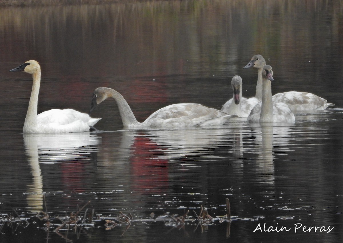 Trumpeter Swan - ML389238771