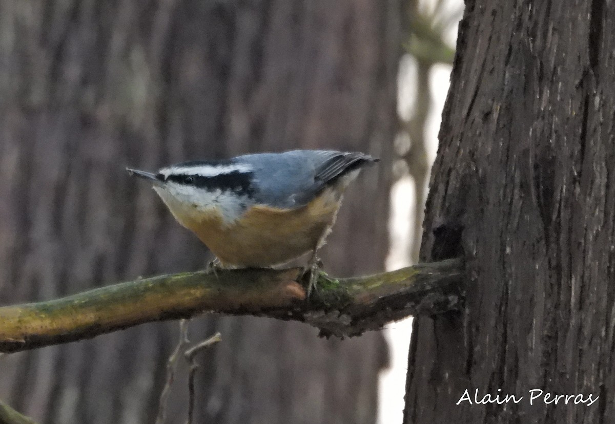 Red-breasted Nuthatch - ML389238901