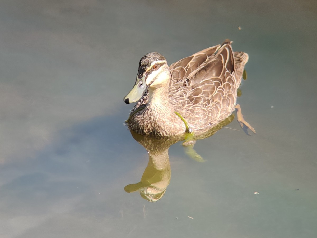 Pacific Black Duck - ML389240821