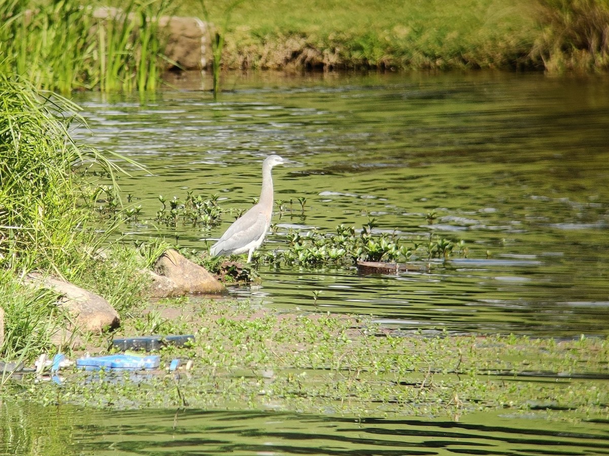 White-faced Heron - ML389240991