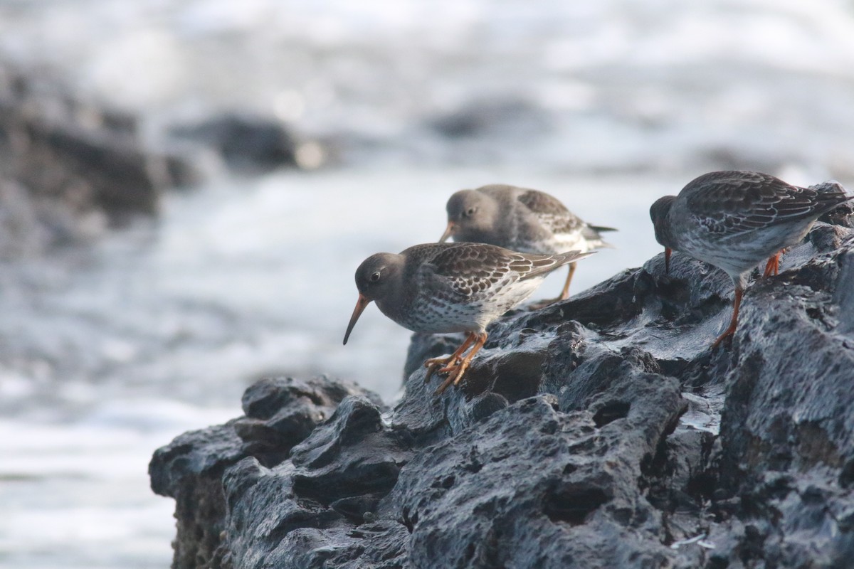 Purple Sandpiper - ML389241001