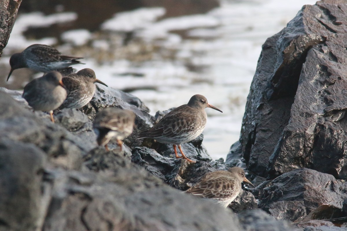 Purple Sandpiper - ML389241101