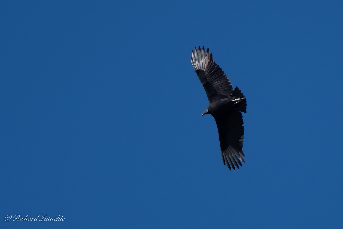 Black Vulture - Richard Latuchie