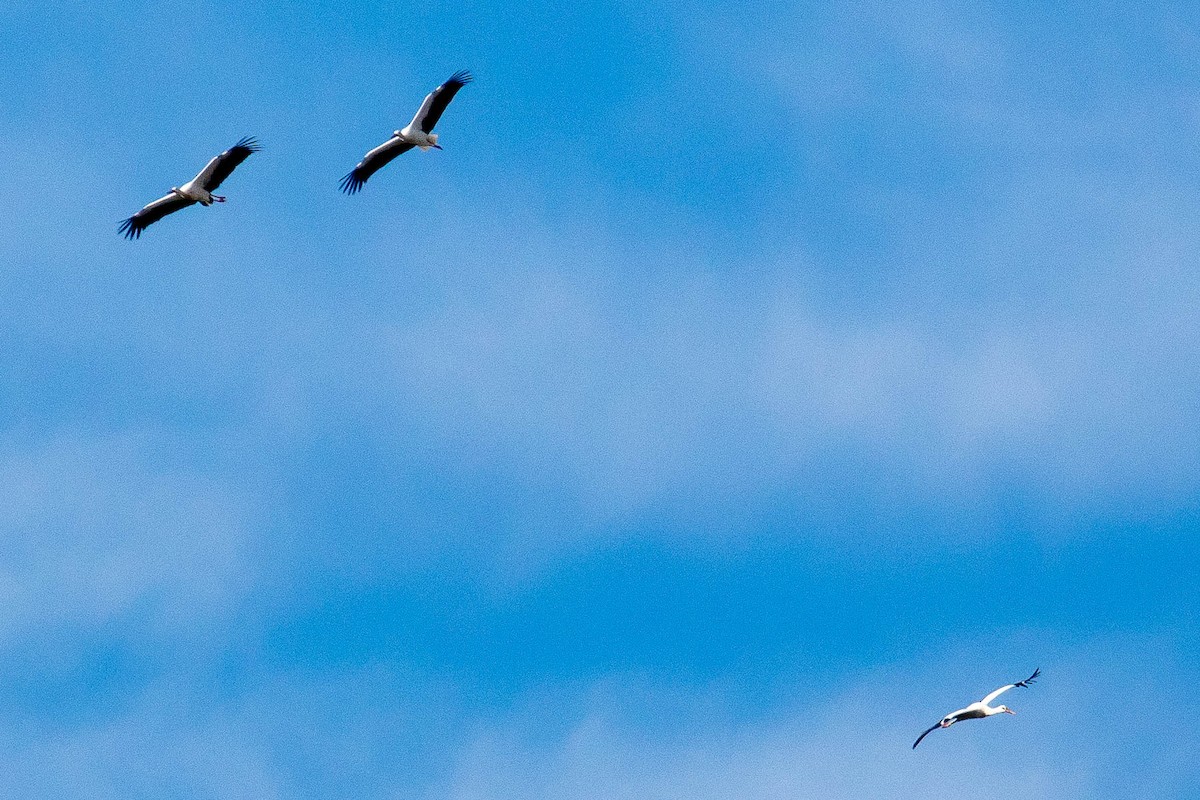 White Stork - ML38924181