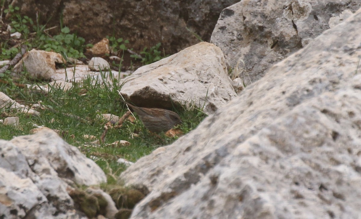 Dunnock - ML389242041