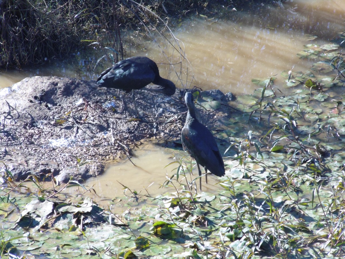 Glossy Ibis - ML389243361