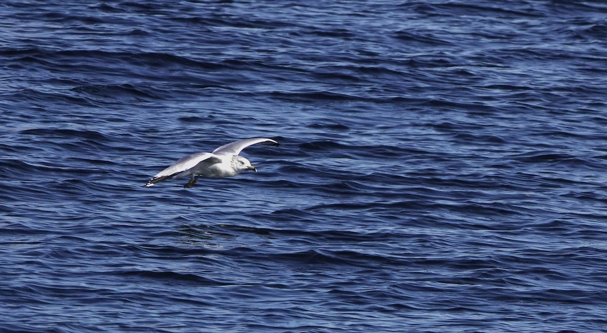 Ring-billed Gull - ML389249521