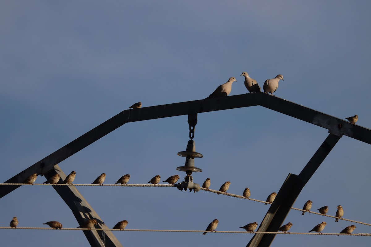 Eurasian Collared-Dove - ML389250591