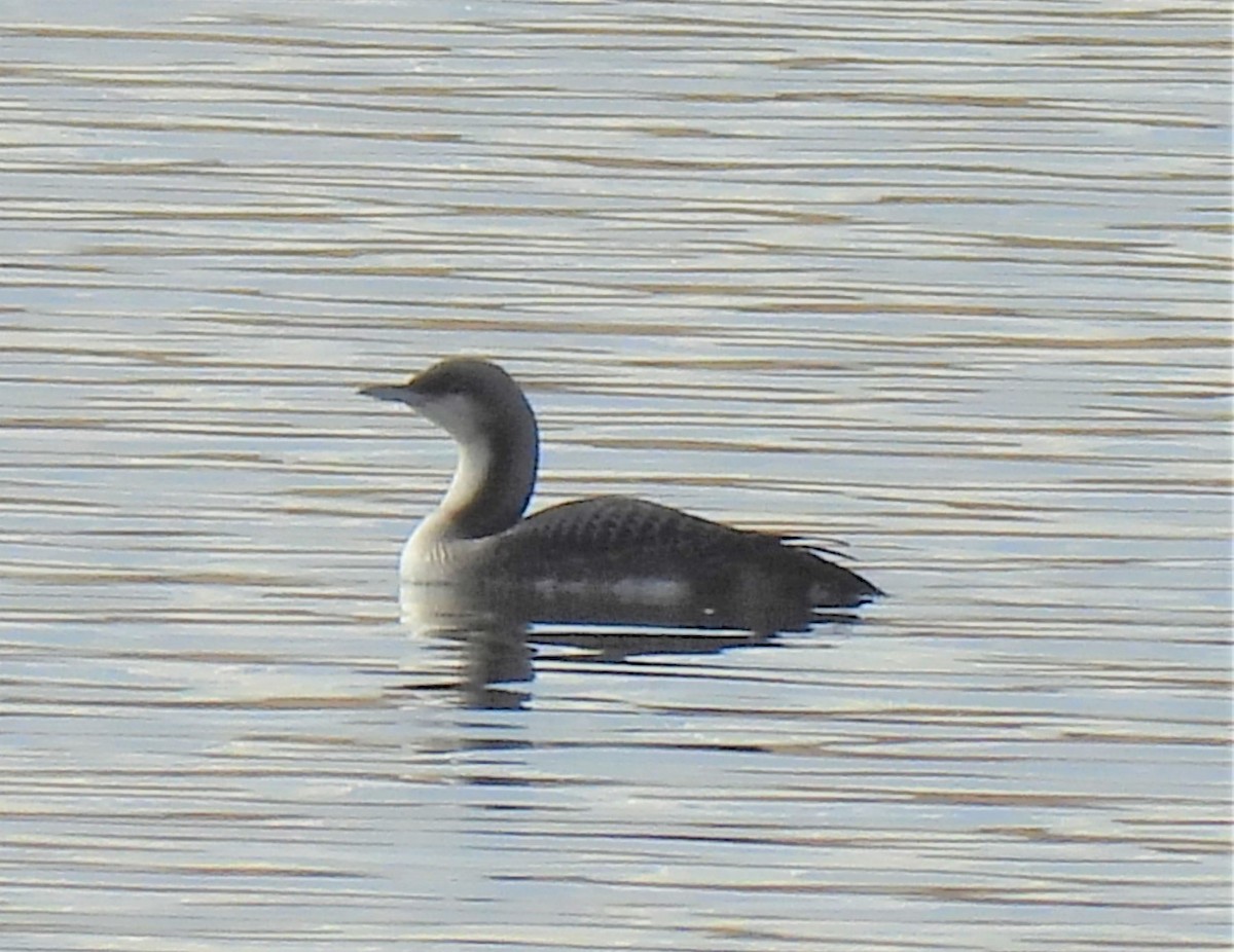 Pacific Loon - ML389254781