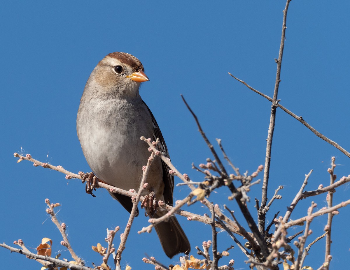 White-crowned Sparrow - ML389255051