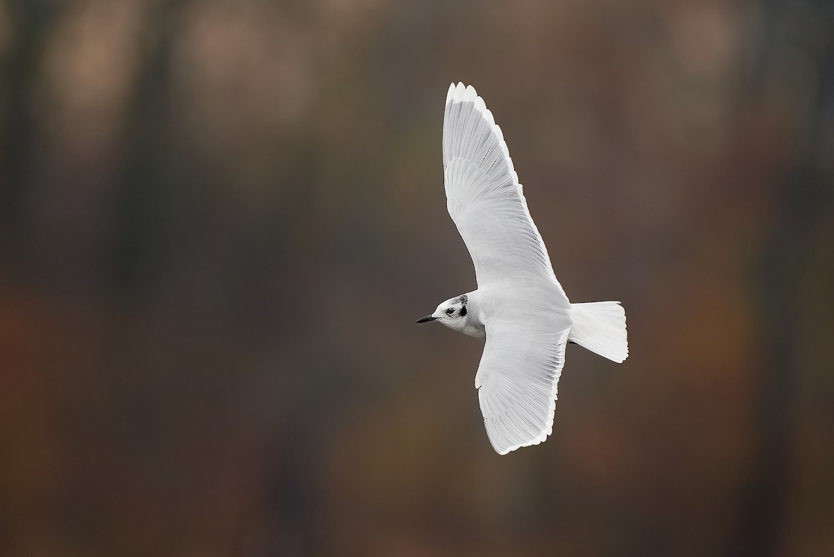 Little Gull - ML389255461