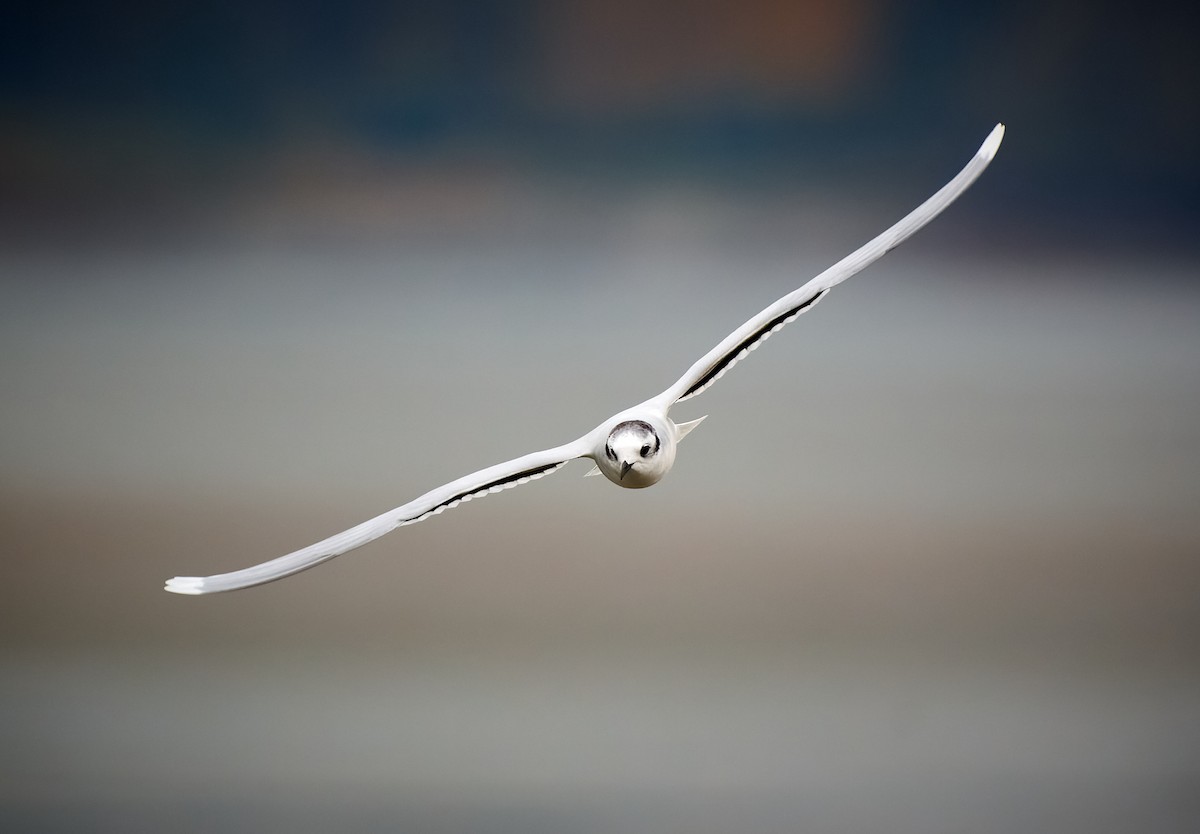 Little Gull - ML389255471