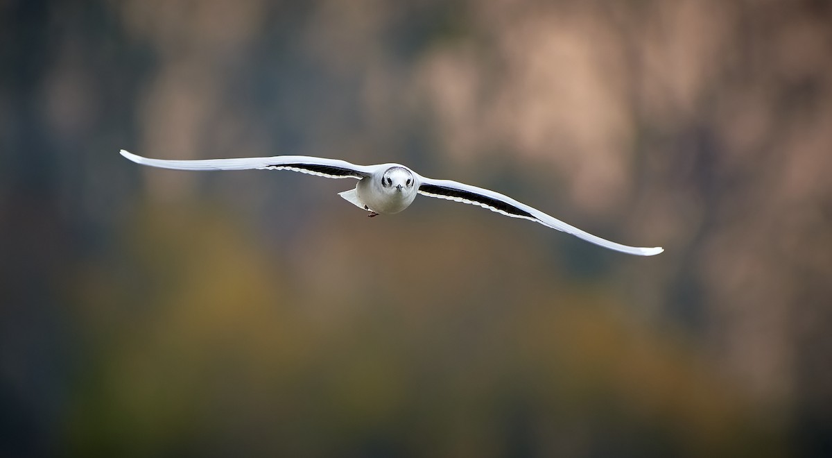 Little Gull - ML389255491