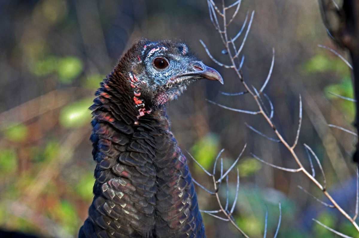 Wild Turkey - Doris Guimond et Claude Gagnon