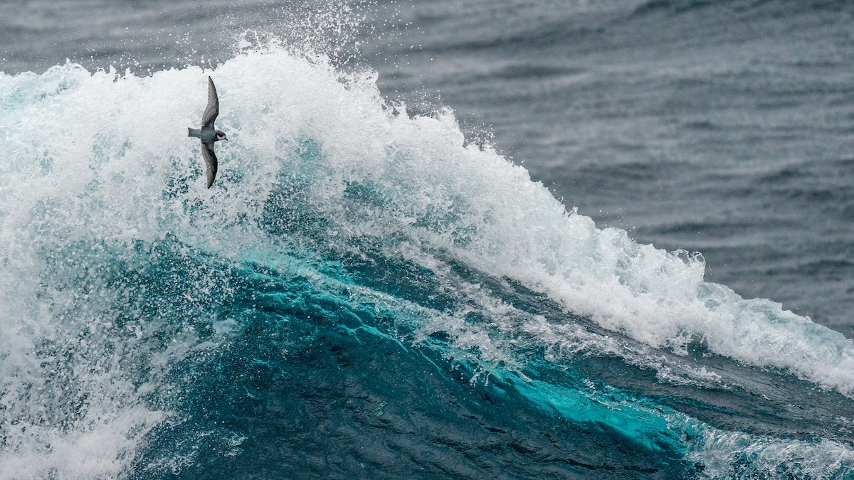 Blue Petrel - Javier Cotin